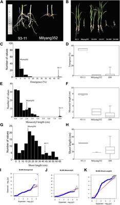 Genome-wide association study (GWAS) with high-throughput SNP chip DNA markers identified novel genetic factors for mesocotyl elongation and seedling emergence in rice (Oryza sativa L.) using multiple GAPIT models